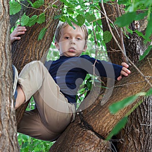 Boy climbed up a tree
