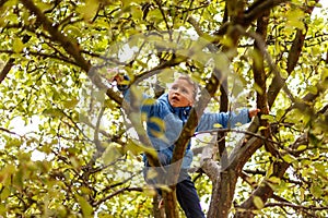 Boy climbing apple tree