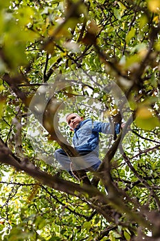 Boy climbing apple tree