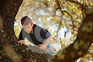 Boy climbing a big tree