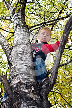 Boy climbing tree