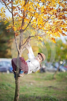 A boy climbing on a tree