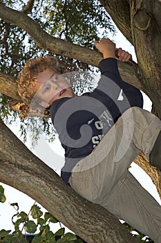 Boy Climbing in Tree