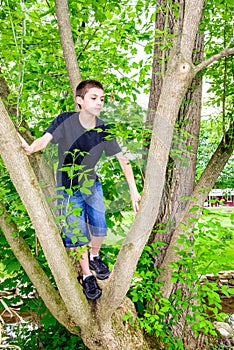 Boy Climbing Tree looking to right