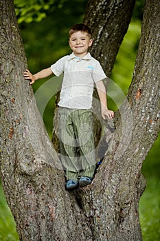 Boy climbs big tree in park