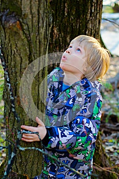 A boy climbs on a tree