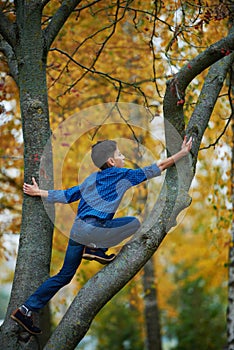 Boy climbs up the tree in park