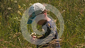 Boy collects daisies. Creative. Cute boy collects bouquet of wildflowers. Handsome boy collects daisies in field on