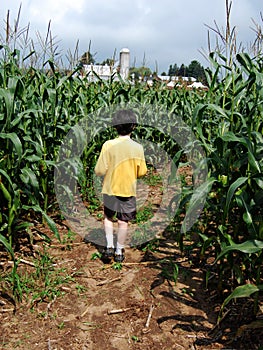 Boy in corn maze