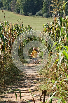 Boy in a corn maze