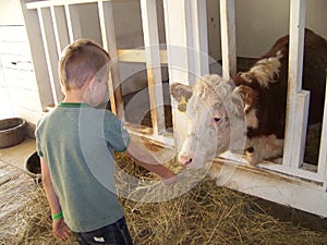 A boy and a cow