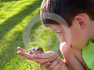 Boy curious of toad