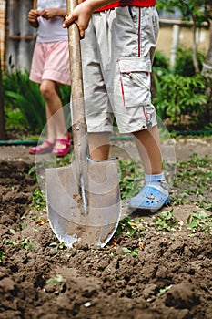 The boy is digging a vegetable garden with a big shovel. The concept of helping adults and work since childhood