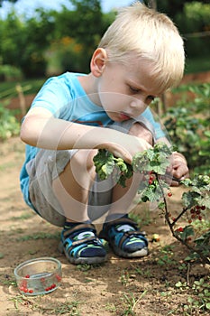 The boy does some gardening