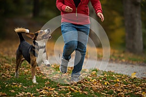 Ragazzo il cane autunno 