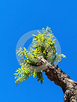 Boy driving on a pruned tree