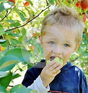 Boy eating an apple