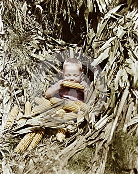 Boy eating a corn cob in a corn field
