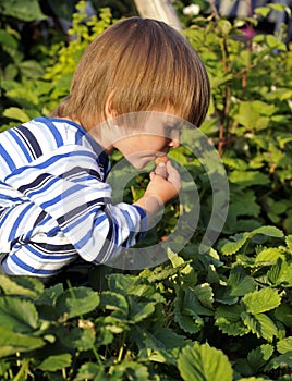 Boy eating strawberries