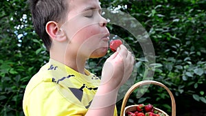 Boy eating strawberries from a basket. little sibling kid boys having fun on strawberry farm in summer. Children eating