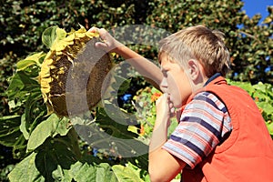Boy eating sunflower seeds