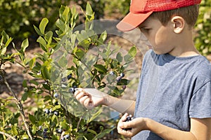boy eats,collects (picks) blueberries (bilberries)from the bush in the garden,keeps them in hand