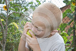 Boy eats a pear from a tree