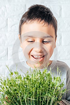 Boy eats peas microgreen, spring avitaminosis