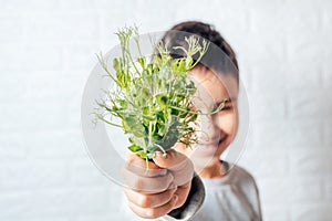 Boy eats peas microgreen, spring avitaminosis