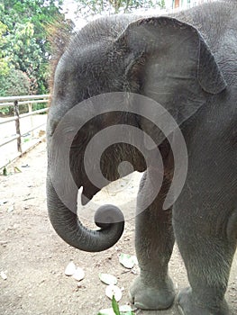 Boy elephant sri lanka zoo