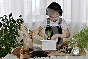 The boy is engaged of hyacinths, disposes of a third bulb between two already planted in a flower pot.