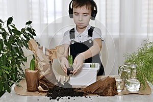 The boy is engaged in the planting of hyacinths. Freed from the wrapper, transfers the bulb over the soil scattered.