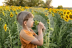 A boy in the evening among the sunflowers in the field sniffs a flower