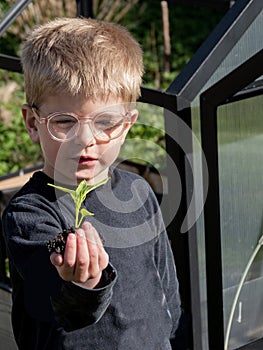 Boy with eye glasses holding young seedling plant sprout in hand.
