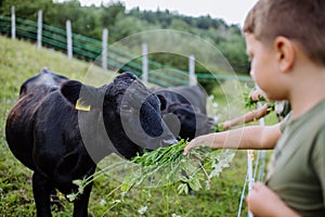 Boy feeding animals in paddock with grass. Taking care of cow. Farm animals having ideal paddock for grazing.
