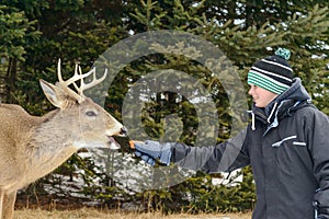 Boy feeding deer in the Omega Park of Quebec