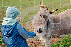 Boy feeding a donkey with hay on the farm. A child is having fun on a farm with animals on winter day. A little boy is