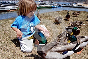 Boy feeding ducks