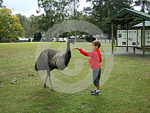 A boy is feeding Emu in a natural park in Australia