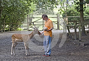 Boy Feeding Fallow Deer.