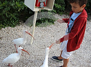 Boy feeding a flock of ibis birdsI