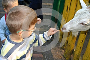 Boy feeding goat