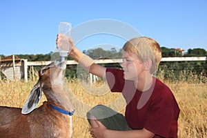 Boy feeding Goat