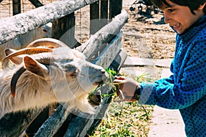 Boy feeding goat