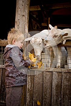 Boy feeding goats.