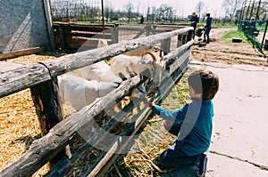 Boy feeding goats