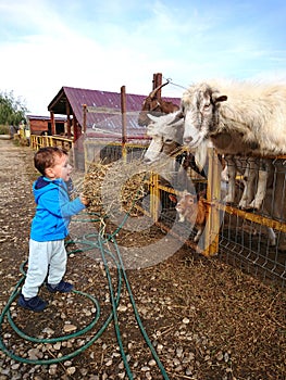 Boy feeding goats at a petting zoo