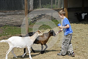 Chlapec kŕmenie kozy na zoologická záhrada 