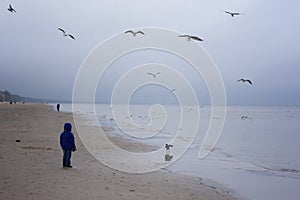 Boy feeding gulls on the beach. Little boy stands on beach the sea on cold windy day