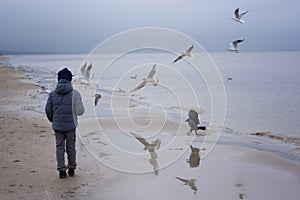 Boy feeding gulls on the beach. Little boy stands on beach the sea on cold windy day